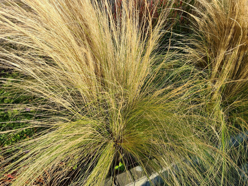 Vedergras - Stipa siergras prairie borderpakket Vedergras - Stipa siergras prairie borderpakket