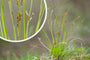 Vingerzegge - Carex digitata