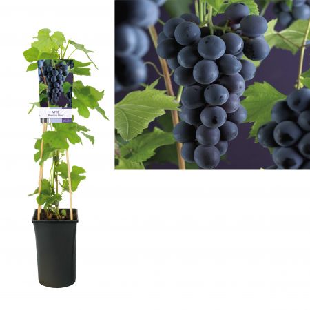 Blauwe druif - Vitis 'Boskoopse glorie' Blauwe druif - Vitis 'Boskoopse glorie'