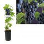 Blauwe druif - Vitis 'Boskoopse glorie' Blauwe druif - Vitis 'Boskoopse glorie'