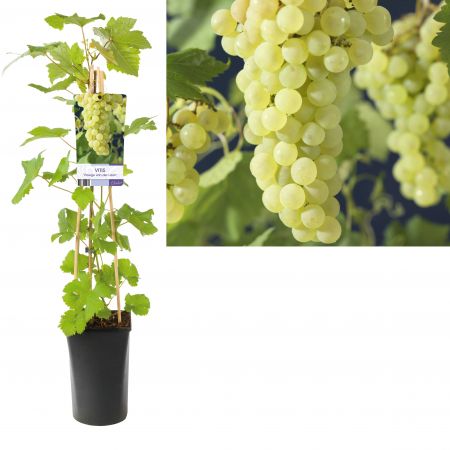 Witte druif - Vitis 'Vroege van der laan' Witte druif - Vitis 'Vroege van der laan'