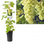 Witte druif - Vitis 'Vroege van der laan' Witte druif - Vitis 'Vroege van der laan'