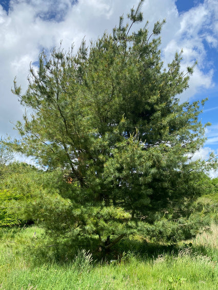 Weymouthden ook wel Witte den genoemd