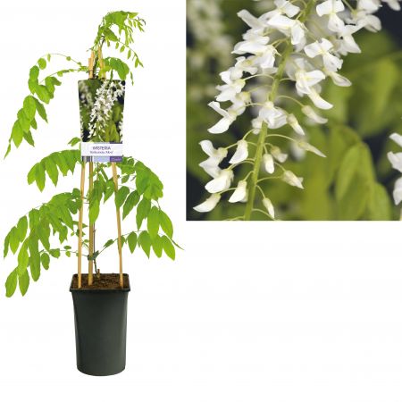 Wisteria flor. 'Alba' Blauwe regen - wit Wisteria flor. 'Alba' Blauwe regen - wit