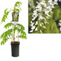 Wisteria flor. 'Alba' Blauwe regen - wit Wisteria flor. 'Alba' Blauwe regen - wit