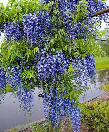 blauwe regen planten wanneer Blauweregen