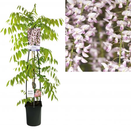 Wisteria flor. 'Rosea'  Wisteria flor. 'Rosea'
