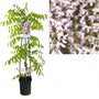 Wisteria flor. 'Rosea'  Wisteria flor. 'Rosea'