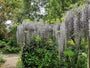 Blauwe regen - Wisteria sinensis 'Prolific' klimplant Blauwe regen - Wisteria sinensis 'Prolific' klimplant