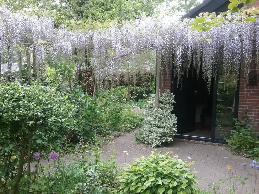 Wisteria sinensis 'Prolific' - Kan twee keer bloeien Wisteria sinensis 'Prolific' - Kan twee keer bloeien