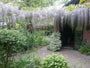 Wisteria sinensis 'Prolific' - Kan twee keer bloeien Wisteria sinensis 'Prolific' - Kan twee keer bloeien