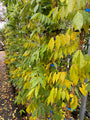 Wisteria (sinensis) 'Prolific' in November Wisteria (sinensis) 'Prolific' in November