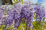 Blauwe regen - Wisteria sinensis 'Prolific'  Blauwe regen - Wisteria sinensis 'Prolific'