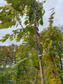 Blauweregen Wisteria sinensis 'Rosea' (foto November) Blauweregen Wisteria sinensis 'Rosea' (foto November)
