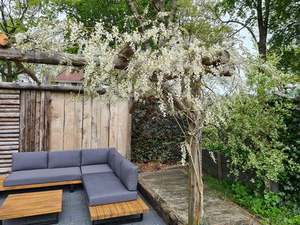 Witte blauwe regen klimplanten yarinde tuinplanten borders