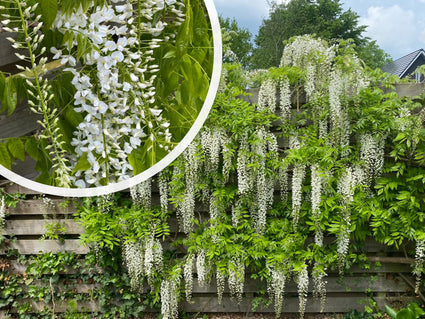 Witte blauweregen - Wisteria sinensis 'alba'