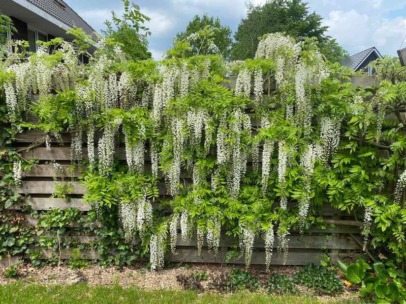 Witte blauwe regen tuinplanten klantfoto pergola Witte blauwe regen tuinplanten klantfoto pergola