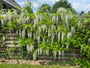 Witte blauwe regen tuinplanten klantfoto pergola