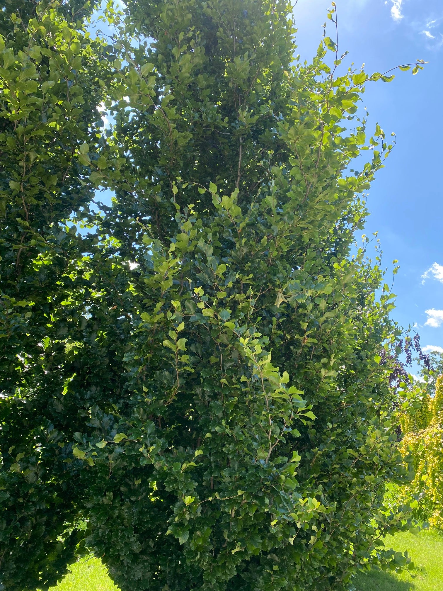 Zuilbeuk Fagus sylvatica 'Anniek' Zuilvormige beuk smal