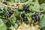 Zwarte-bes-struik-Ribes-nigrum-Titania Zwarte-bes-struik-Ribes-nigrum-Titania