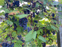 blauwe druif klimplanten pergola blauwe druif klimplanten pergola