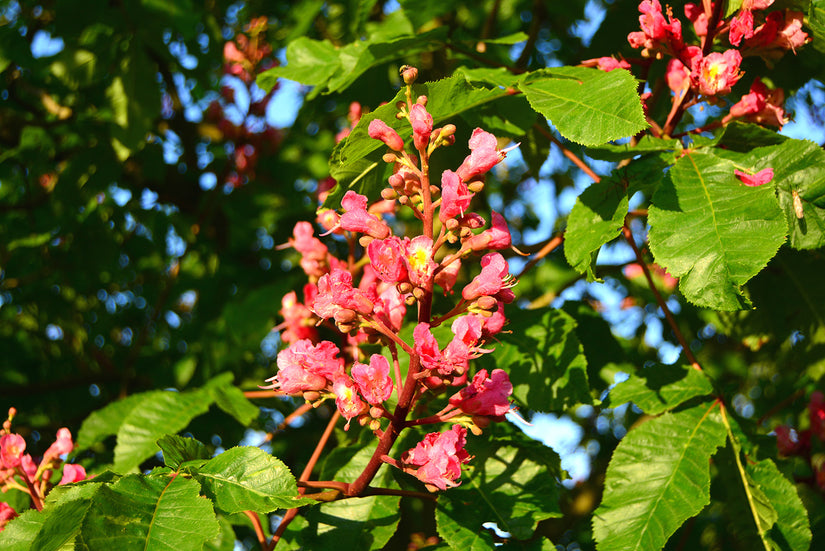 Bloei rode paardenkastanje Bloei rode paardenkastanje