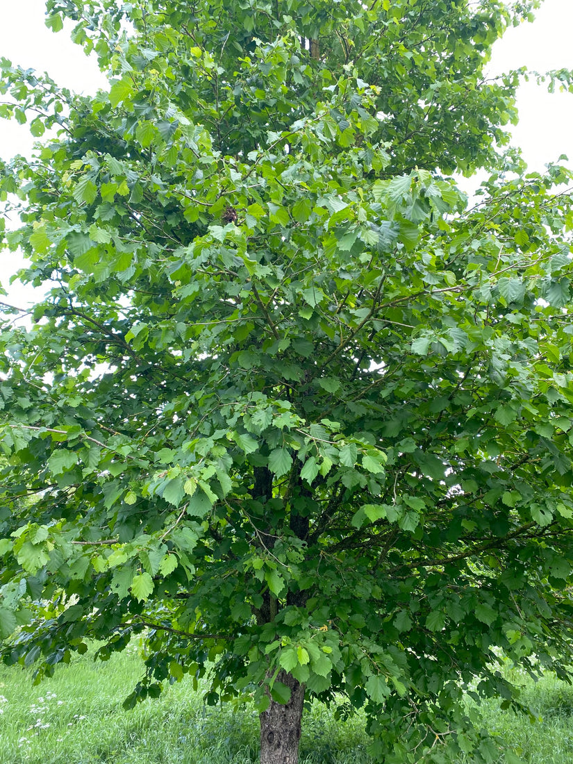 Boomhazelaar - Corylus colurna Boomhazelaar - Corylus colurna