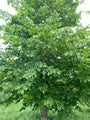 Boomhazelaar - Corylus colurna Boomhazelaar - Corylus colurna