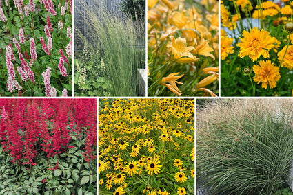 Borderplan Ilse - Vaste planten