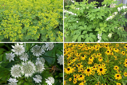 Borderplan Jet - Vaste planten borderpakket - Geel