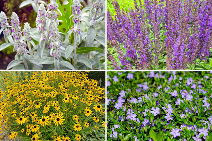 Borderplan Joyce - Vaste planten borderpakket - Paars