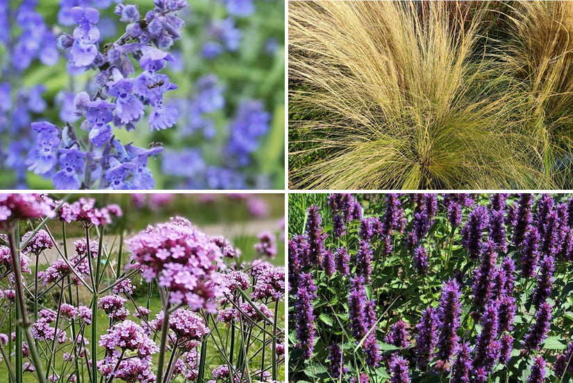 Paars bloeiende vaste plantenplanten tuinplanten Paars bloeiende vaste plantenplanten tuinplanten