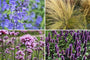 Paars bloeiende vaste plantenplanten tuinplanten Paars bloeiende vaste plantenplanten tuinplanten