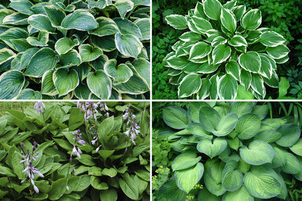 Borderplan Daan - Hosta borderpakket