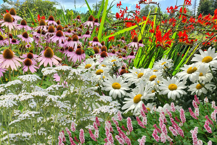 Impressie ai borderpakket Eline