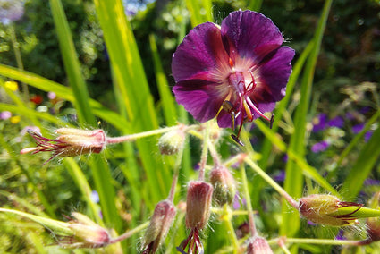 Bloem Donkere ooievaarsbek - Geranium phaeum