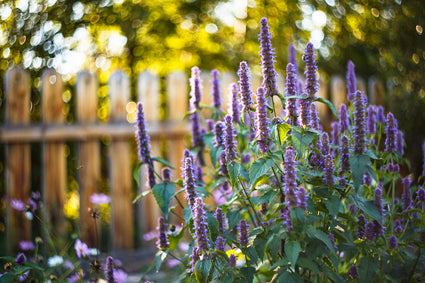 Dropplant - Agastache 'Black Adder'