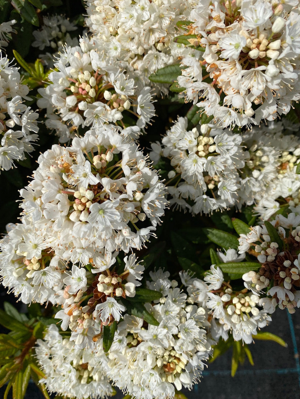 Azalea (Wit)