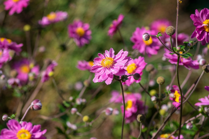 herfstanemoon-Anemone-hupehensis-Praecox.jpg  herfstanemoon-Anemone-hupehensis-Praecox.jpg