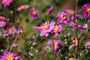 herfstanemoon-Anemone-hupehensis-Praecox.jpg  herfstanemoon-Anemone-hupehensis-Praecox.jpg