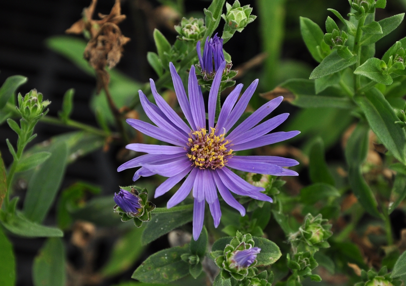Bergaster - Aster amellus 'Rudolph Goethe' Bergaster - Aster amellus 'Rudolph Goethe'