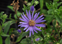 Bergaster - Aster amellus 'Rudolph Goethe' Bergaster - Aster amellus 'Rudolph Goethe'