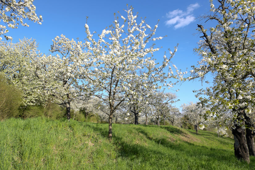 Kersenboom in bloei Kersenboom in bloei