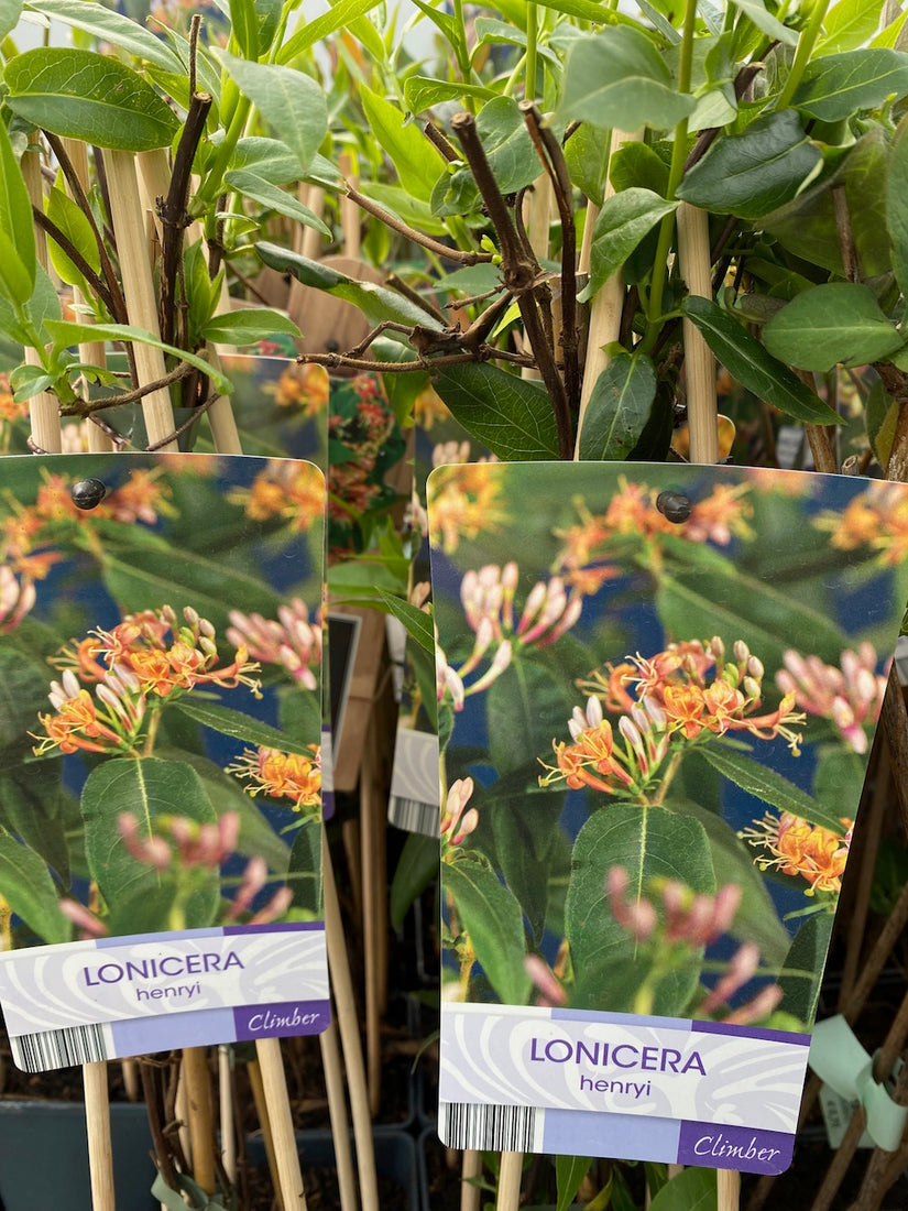 Lonicera henryi Lonicera henryi