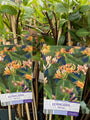 Lonicera henryi Lonicera henryi