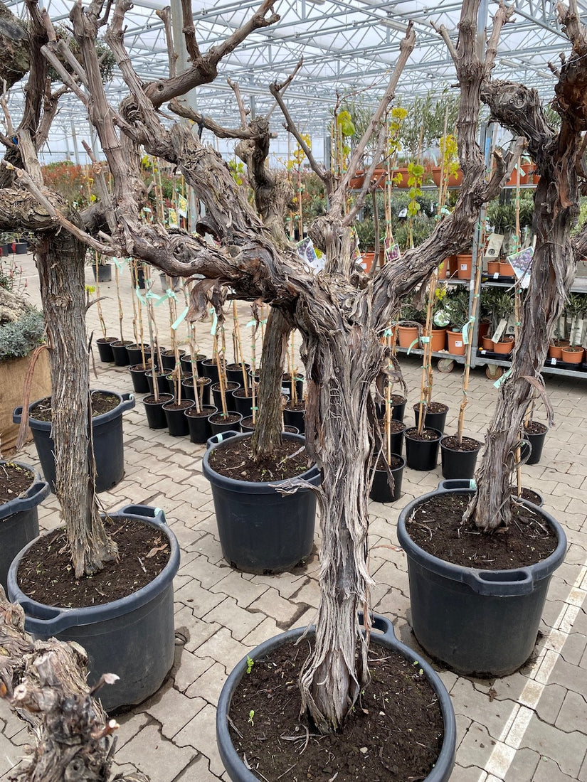 oude druif plant oude druif plant