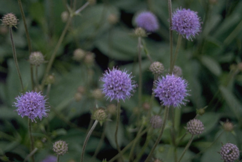 Blauwe knoop - Succisa pratensis Blauwe knoop - Succisa pratensis