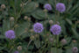Blauwe knoop - Succisa pratensis Blauwe knoop - Succisa pratensis