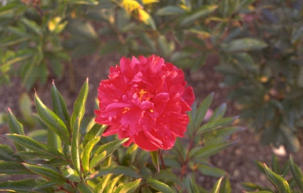 Pioen Paeonia 'Karl Rosenfield'