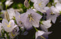 Prachtklokje - Campanula persicifolia var. planiflora